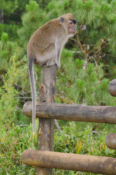 istock Monkey sitting on wooden pole at park 1193871543