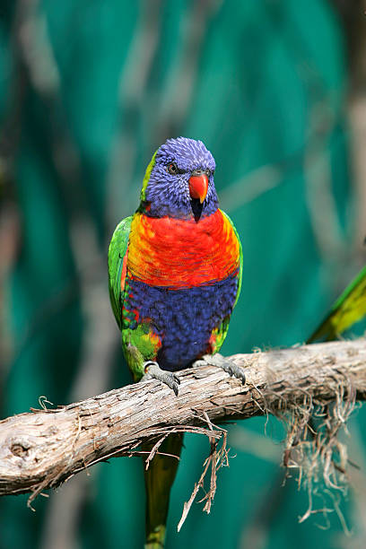 istock colorful red blue green bird 119387212