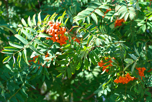 ashberry at dry sunny summer day