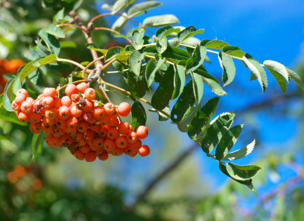 istock ashberry at dry sunny summer day 1193872469