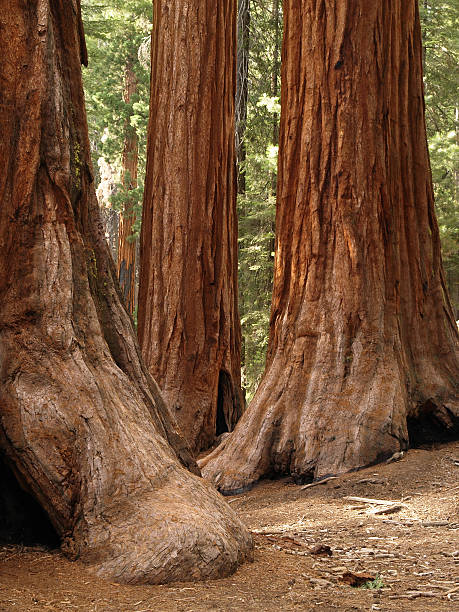 istock Mariposa Grove Redwoods 119387282
