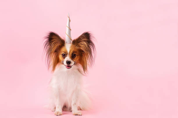 dog breed papillon with a unicorn horn stock photo