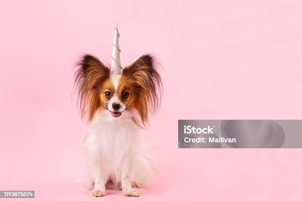 Dog Breed Papillon With A Unicorn Horn Stock Photo - Download Image Now - Dog, Unicorn, Animal