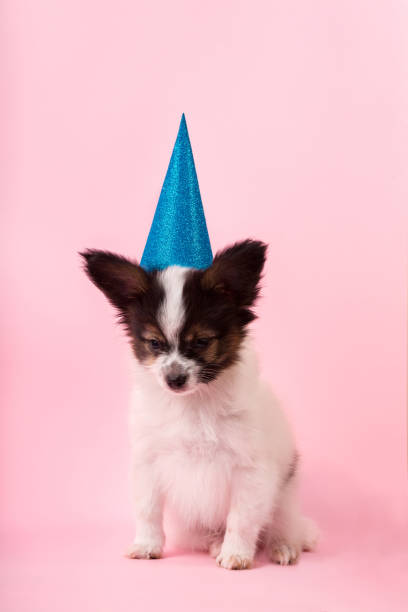 istock Puppy in a festive cap 1193875075