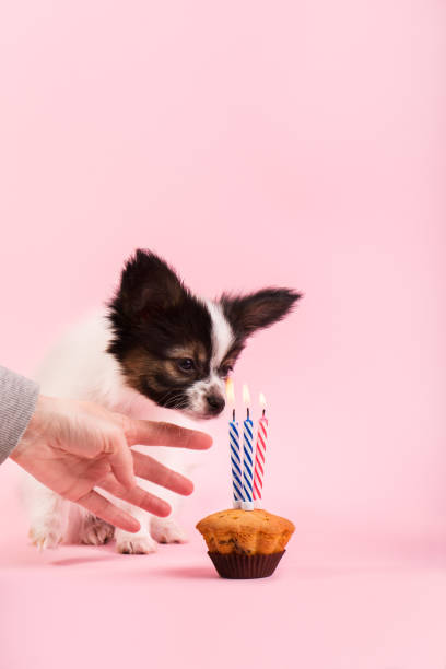 istock Puppy blowing out candles 1193875081