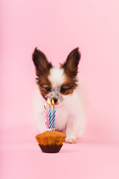 istock Puppy makes a wish 1193875083