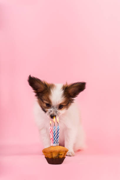 istock puppy with a cupcake with burning candles 1193875088