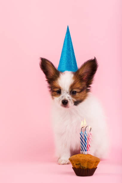 istock Puppy celebrating their birthday 1193875091