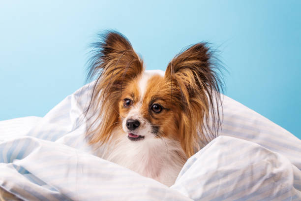 istock dog in bed wrapped on blue background 1193875110