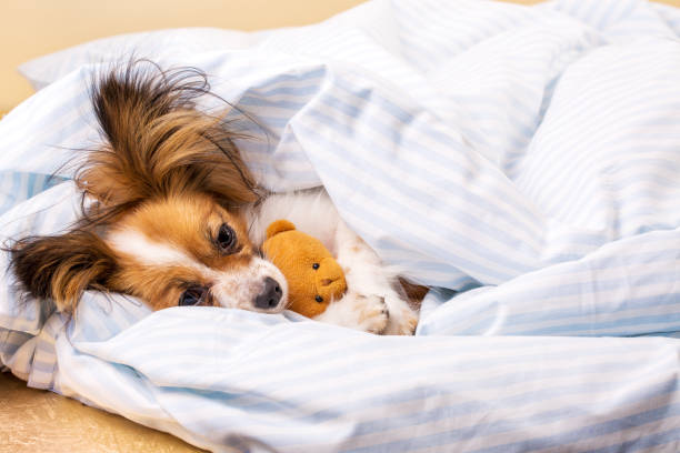 istock dog in bed wrapped in a blanket with a bear 1193875120