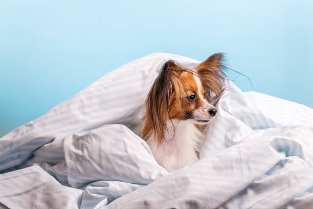 The dog looks out of the blanket stock photo