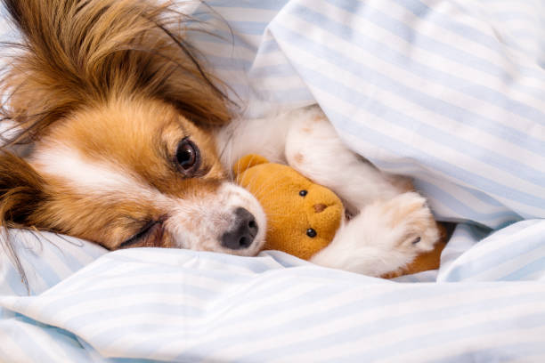 istock Papillon dog in a blanket with a bear 1193875143