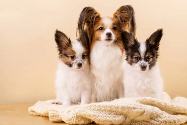 Mother dog with her puppies on a knitted sweater