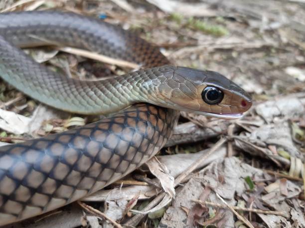 istock Indochinese rat snake 1193875211