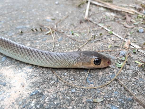 Indochinese rat snake