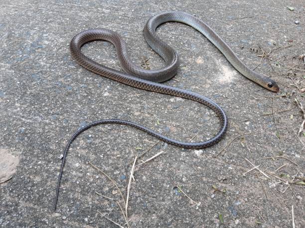 istock Indochinese rat snake 1193875220