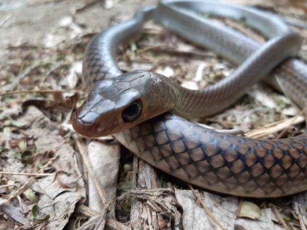 istock Indochinese rat snake 1193875224