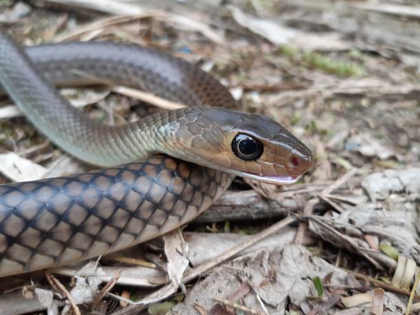 istock Indochinese rat snake 1193875233