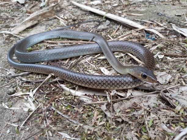 istock Indochinese rat snake 1193875244