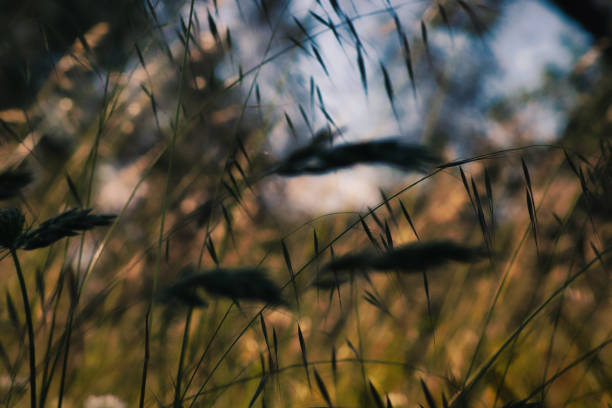 istock Salento countryside landscapes 1193876162