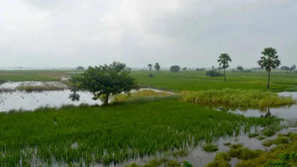 Lush green horizon of agriculture field of a small Indian village in warm and moist air during southwest torrential Monsoon Rainfall season.  Tropical climate countryside harvest. India South Asia Pac