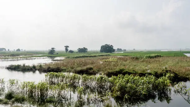 Lush green horizon of agriculture field of a small Indian village in warm and moist air during southwest torrential Monsoon Rainfall season.  Tropical climate countryside harvest. India South Asia Pac