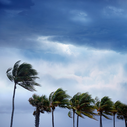Group of waving palm trees in windy tropical storm over sunset sky in Florida