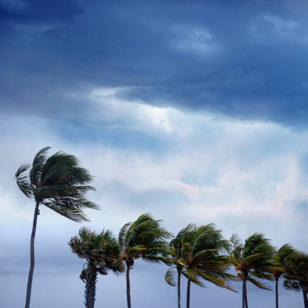 Tropical storm and waving palm trees Group of waving palm trees in windy tropical storm over sunset sky in Florida tropical storm photos stock pictures, royalty-free photos & images