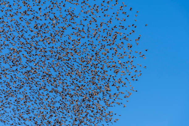 istock Flock of starlings migrating 1193877366