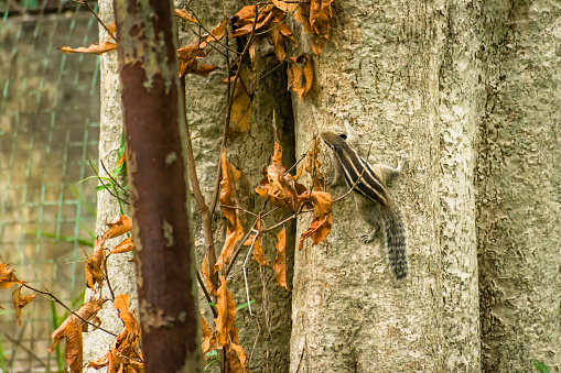 A small cute striped rodents marmots chipmunks squirrel spotted climbing a tree trunk in rainforest wilderness area. Animal in nature behaviour themes. Animals in the wild with autumn background.