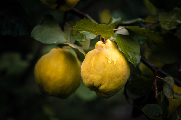 les fruits jaunes mûrs de coing avec des gouttes de pluie poussent sur l'arbre de coing avec le feuillage vert au jardin d'été sur le fond foncé avec l'espace de copie. - nature rain crop europe photos et images de collection