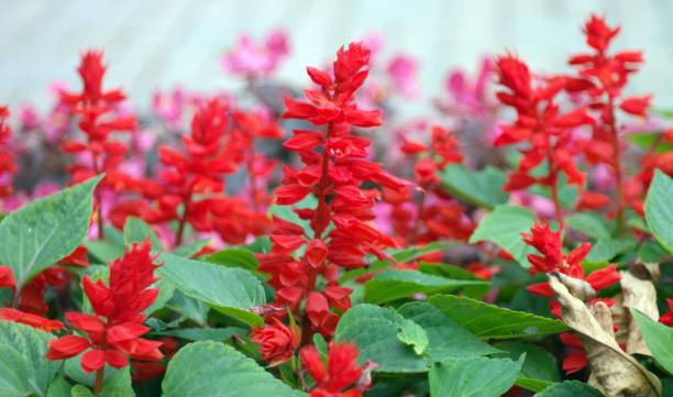 istock red little flowers 1193881576