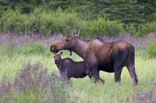 Shiras' Bull Moose in East Central Idaho.