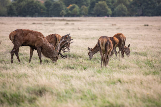 istock Deer of Richmond Park 1193883609