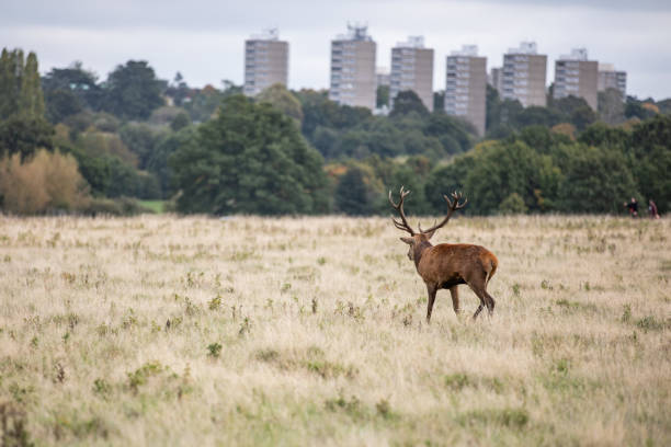 istock Deer of Richmond Park 1193883669