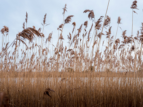 Tall Common Reed growing in the wetland