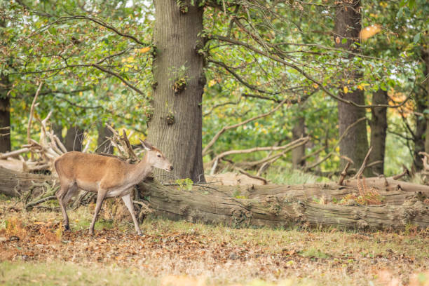 istock Deer of Richmond Park 1193886011