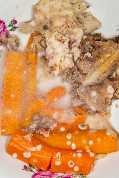Close-up of rotting food. Mold growing on meat and carrots. Close-up of rotting food. Mold growing on meat and carrots. conidiophore photos stock pictures, royalty-free photos & images