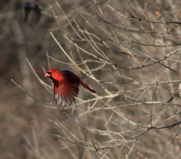 istock Graceful male Cardinal in flight 1193894502