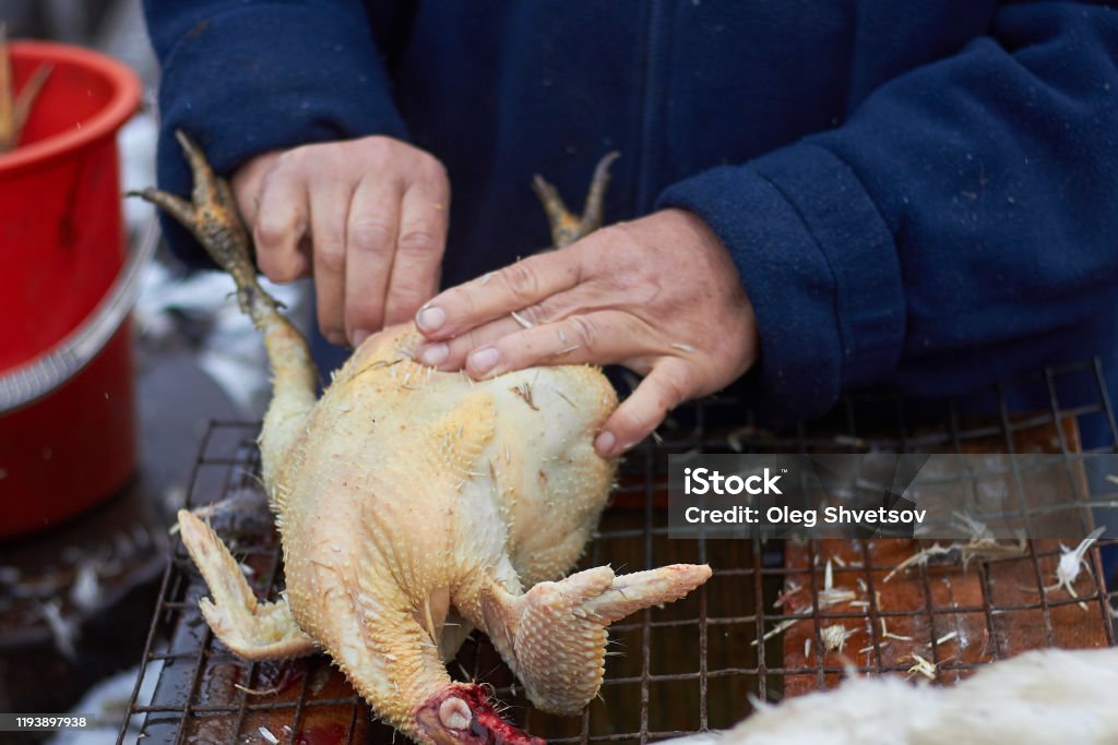 Pollo Muerto En La Mesa El Hombre Explora El Pollo Con Las Manos Cocina Granja Campo Pollo Foto de stock y más banco de imágenes de Agricultor - iStock Pollo Muerto En La Mesa El Hombre Explora El Pollo Con Las Manos Cocina Granja Campo Pollo Foto de stock y más banco de imágenes de Agricultor - iStock