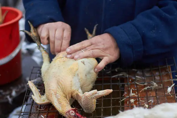 Dead chicken on the table. The man browses the chicken with your hands.  Cooking. Farm, countryside. chicken.