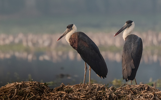Woolly necked stork bird in pair sitting near water pond at surajpur bird sanctuary