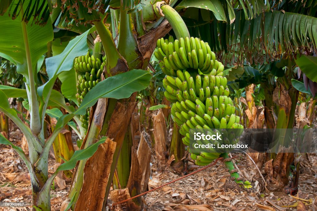 Bunches of banana Tranquil view of Banana plantation Banana Stock Photo