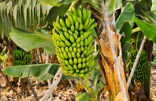 Green Bananas growing on a tree