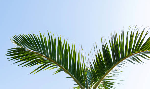 istock Palm leaves under blue sky 1193902760