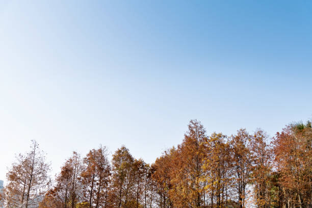 Bald cypress trees in autumn.
