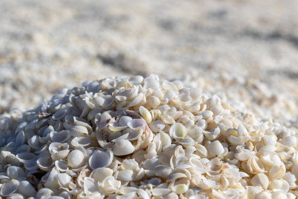 close of of millions of white shells - southern usa sand textured photography imagens e fotografias de stock