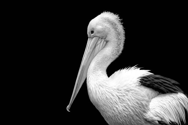 istock Pelican Side Stance 01 Black and White 1193903447