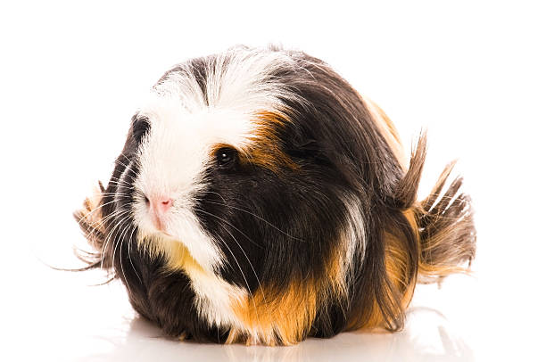 istock guinea pig isolated on the white background 119390606