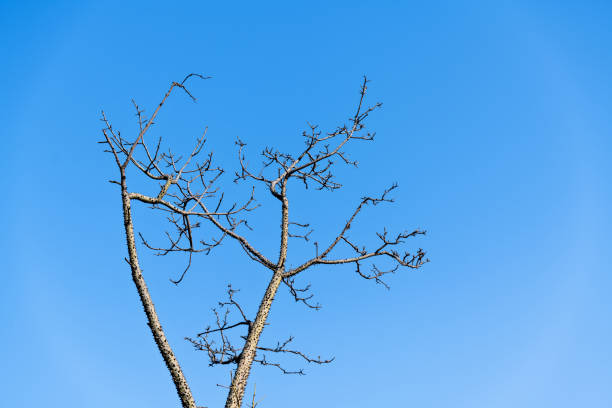 árvore desencapada com fundo azul do céu - treetop sky tree high section - fotografias e filmes do acervo